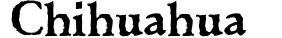 Chihuahua preview